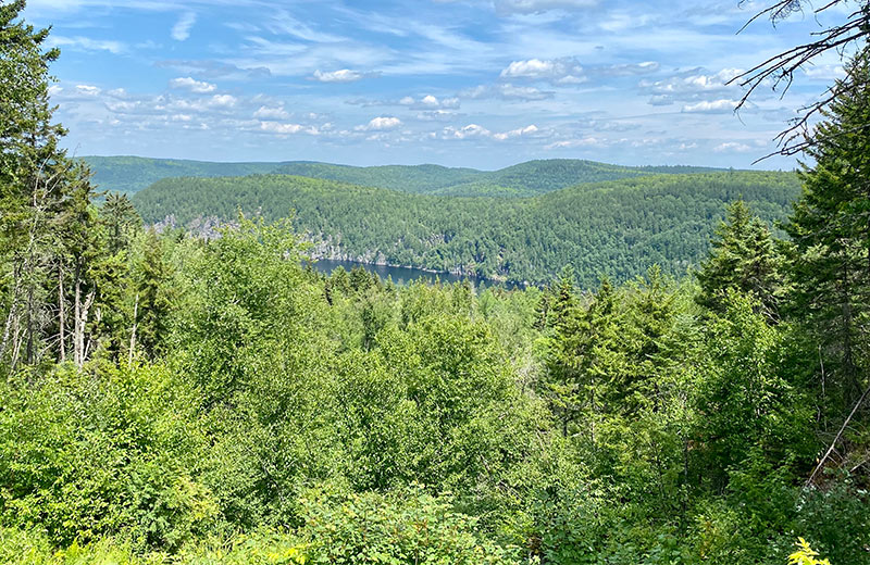 View on a forest and a lake.