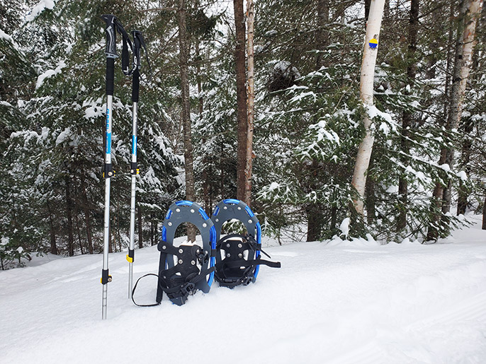 Paire de raquette noire et bleue avec deux bâtons de marche qui sont plantés dans la neige. En arrière-plan, on voit une forêt dense avec de la neige sur les branches de conifères.