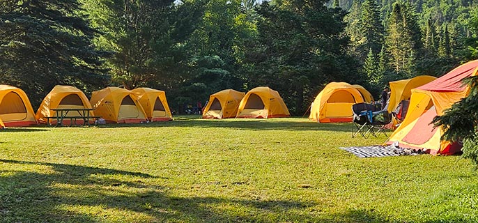 Plusieurs tentes jaunes sont installées sur le gazon, dans la forêt.