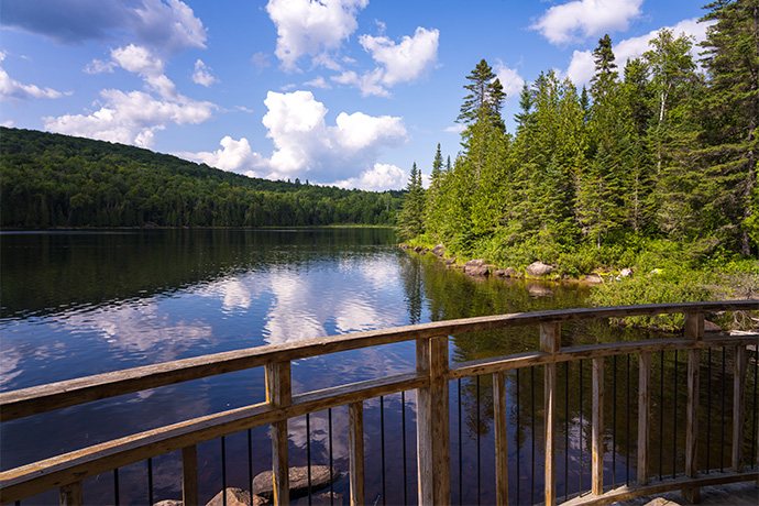 View on a lake and a forest.