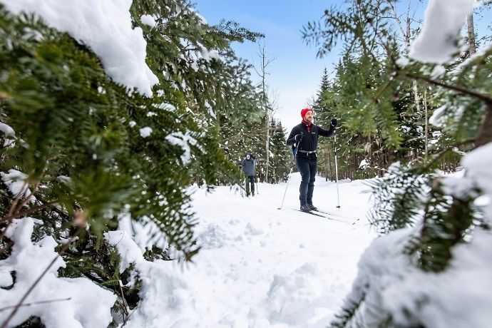 A person on cross-country skis wearing a red toque and black coat glides down a snowy trail, framed by snow-laden spruce branches in the foreground, with a second skier visible further away in the background.