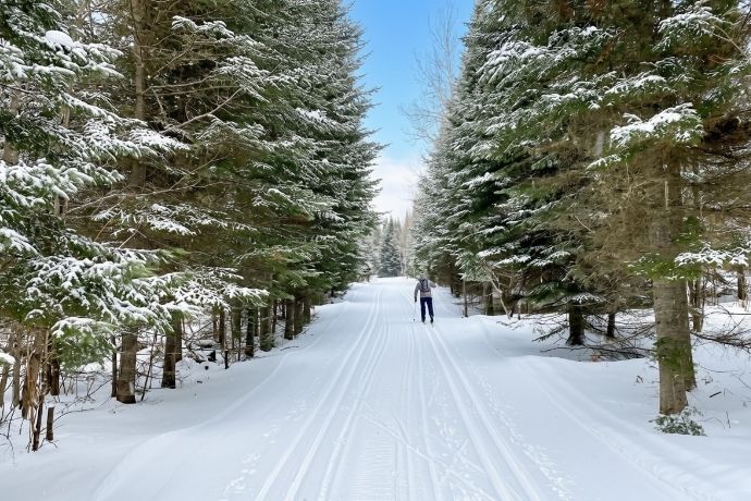 A person on cross-country skis, seen from behind, is walking along a wide snowy trail with well-defined tracks, framed by tall snow-covered trees under a clear sky.