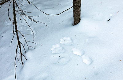 Animal tracks in the snow.