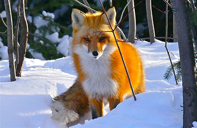 A fox in the snow.