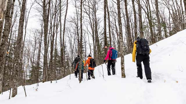 Des randonneurs marchent dans la forêt enneigée.