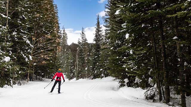 Une personne fait du ski de fond dans la forêt.