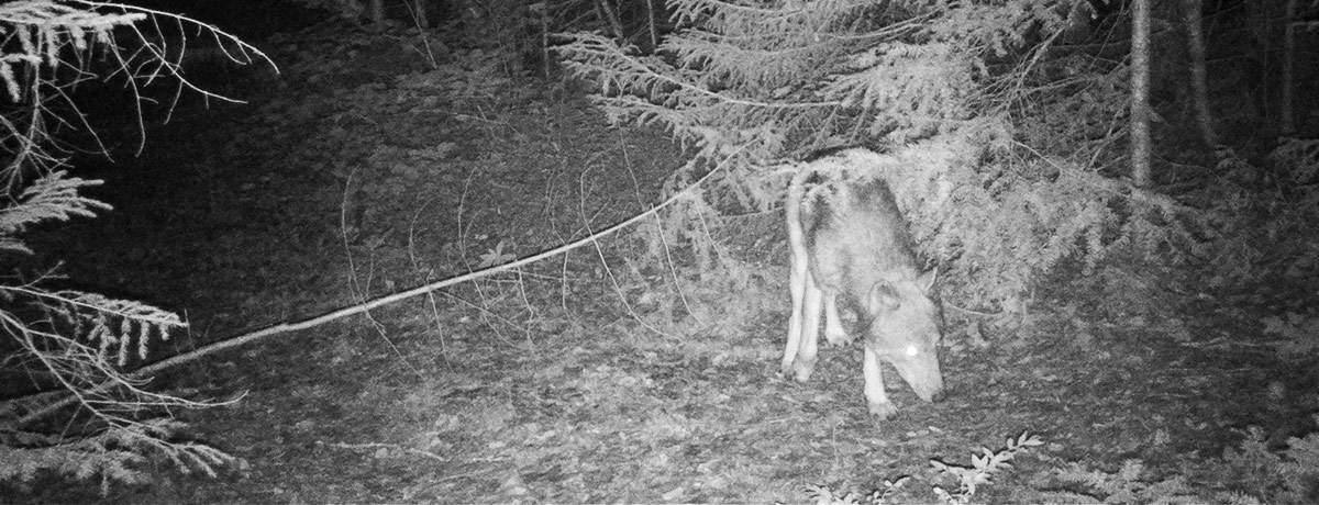 Photo of a wolf taken by a wildlife camera at La Mauricie National Park.