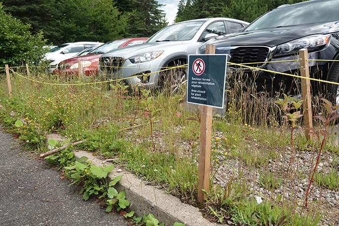 Plant rehabilitation next to parked vehicles at La Mauricie National Park.