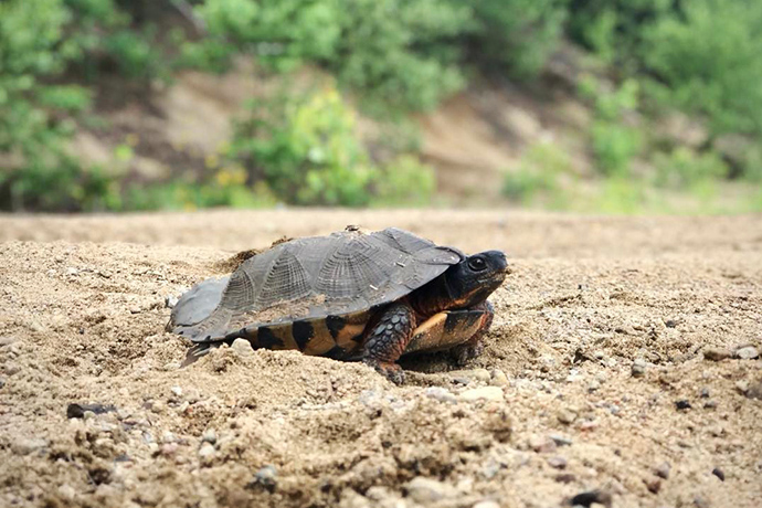 A wood turtle digs in the sand.