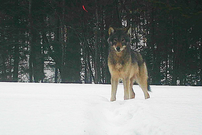 A wolf in the snow at La Mauricie National Park.
