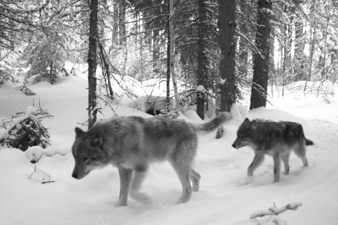 Wolves in the snow at La Mauricie National Park.