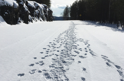 Wolf tracks in the snow at La Mauricie National Park.