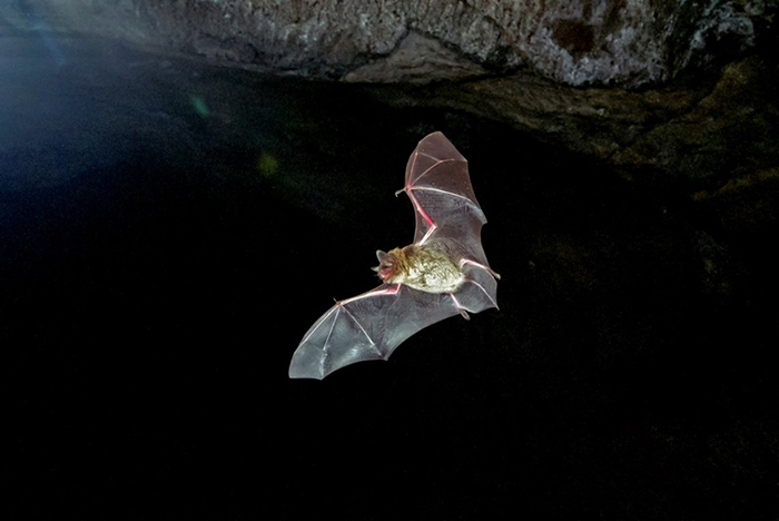 Bat flying in the night.
