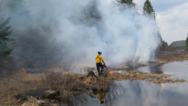 Un employé du parc national de la Mauricie est en charge d'effectuer un brûlage dirigé.