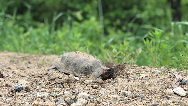 A wood turtle moves on the ground in La Mauricie National Park.