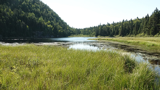 Un marais du parc national de la Mauricie qui abrite de nombreuses plantes aquatiques et des amphibiens.