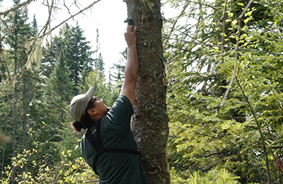 Un employé de Parcs Canada installe sur un arbre un dispositif qui enregistre les cris d’écholocalisation des chauves-souris.