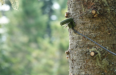 Dispositif installé sur un arbre qui enregistre les cris d’écholocalisation des chauves-souris.