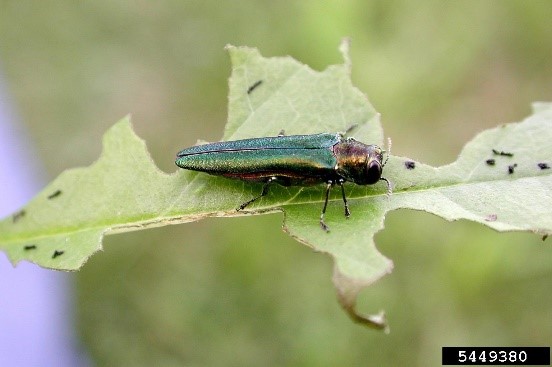 L’agrile du frêne (<em>Agrilus planipennis</em>)