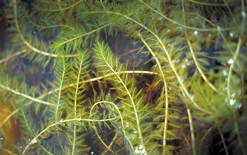 spécimen de la myriophyle à épis, algue exotique envahissante