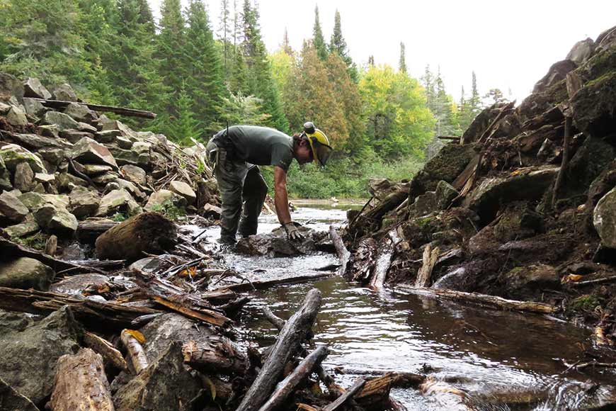 Un employé de Parcs Canada debout dans un ruisseau retire à la main des pierres d’un barrage.