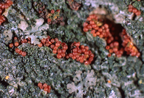 Beech bark disease