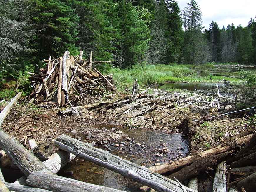 An old log drive dam across a stream with a pile of logs and branches next to it.