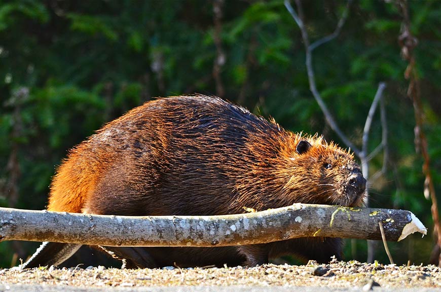 A beaver holds a small tree trunk in its mouth.