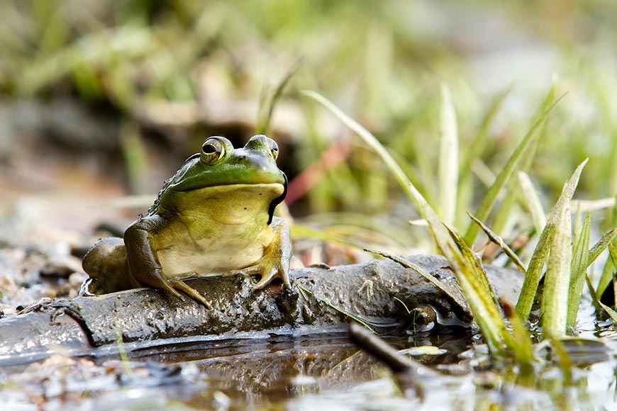 A green frog stands on a branch in the water.