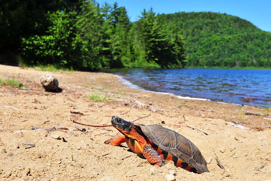 A wood turtle on the shore of a lake on a sunny day.
