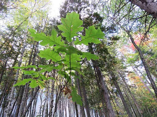A young oak plant in a forest.