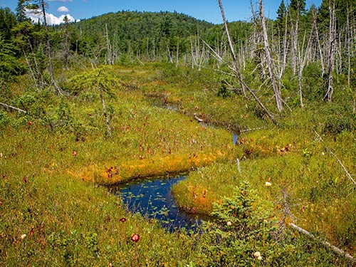 Vegetation surrounds a small pond.