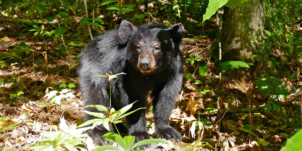 Un young black bear walks in the forest.
