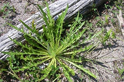 Large thistle rosette