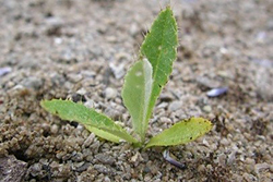 Small thistle rosette