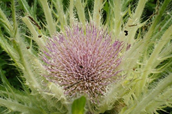 flowering thistle