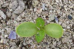 Thistle seedling