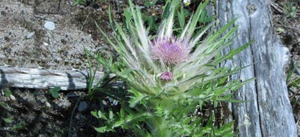 Cirsium scariosum var. scariosum