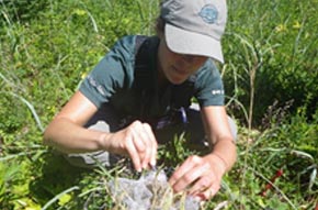 Harvesting seeds