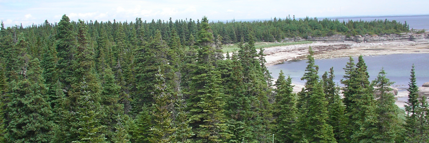 An aerial view of the boreal forest