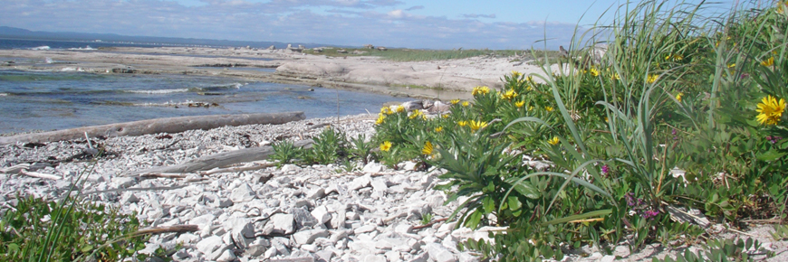 A yellow flower growing on a rocky shoreline