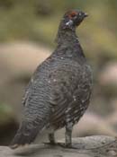 Spruce Grouse
