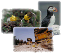 Mosaic comprising three photographs: Atlantic puffin, Drummond's mountain avens and a monolith
