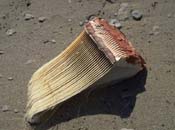 Baleen plates