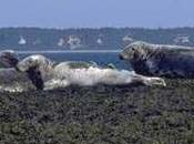 Two grey seals resting on a rocky reef flat