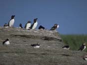 Atlantic Puffins and Razorbills standing on top of a rocky cliff