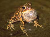 American Toad