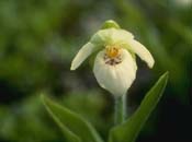 Sparrow's-egg Lady's-slipper