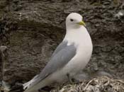 Mouette tridactyle sur une falaise près de son nid