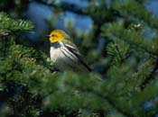 Black-throated green warbler perched on a conifer branch